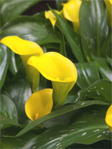Calla Copacabana marime 16/18 [1]