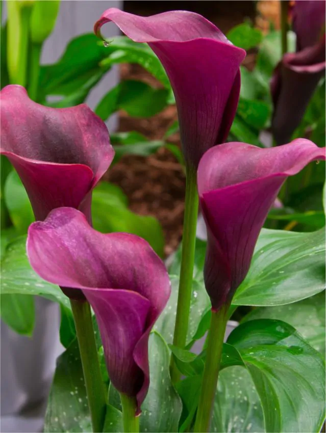 Calla Durban marime 16/18 [1]
