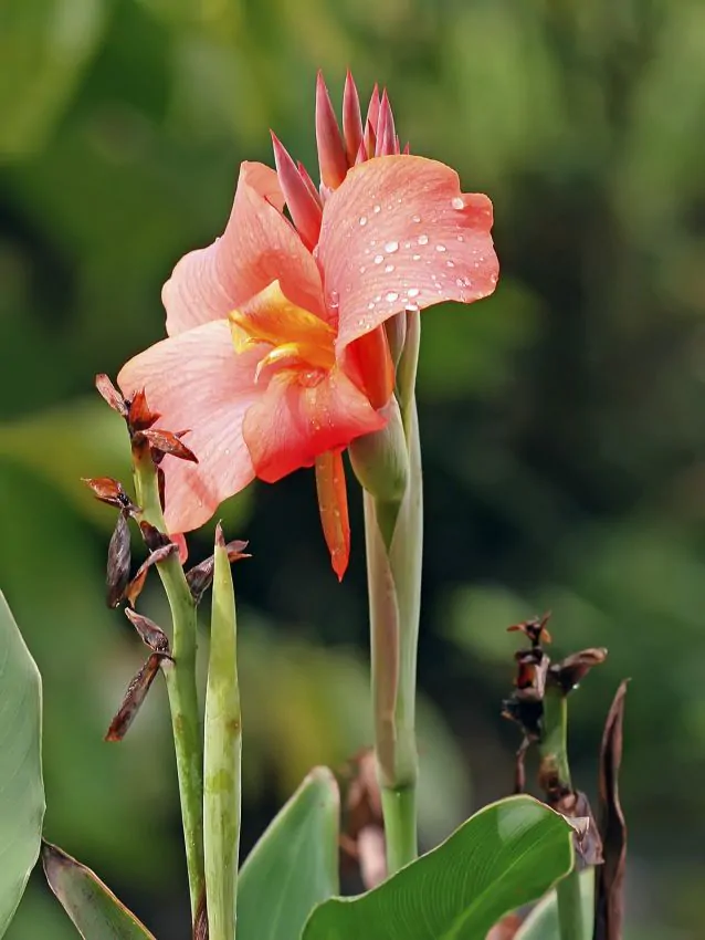 Canna Peach Blush [2]