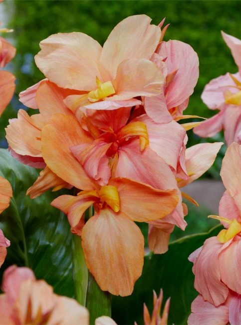 Canna Peach Blush [1]