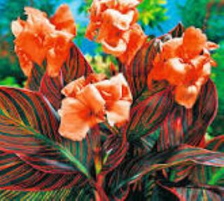 Canna Durban [1]