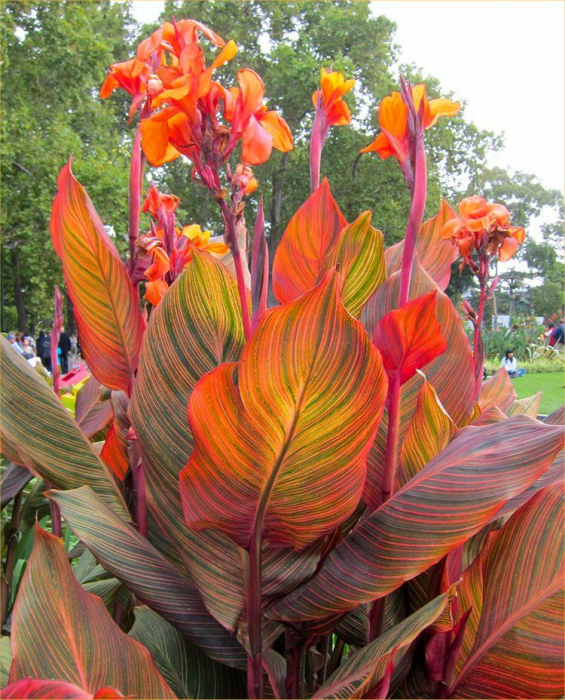 Canna Durban [2]