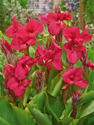 Canna Empire [1]