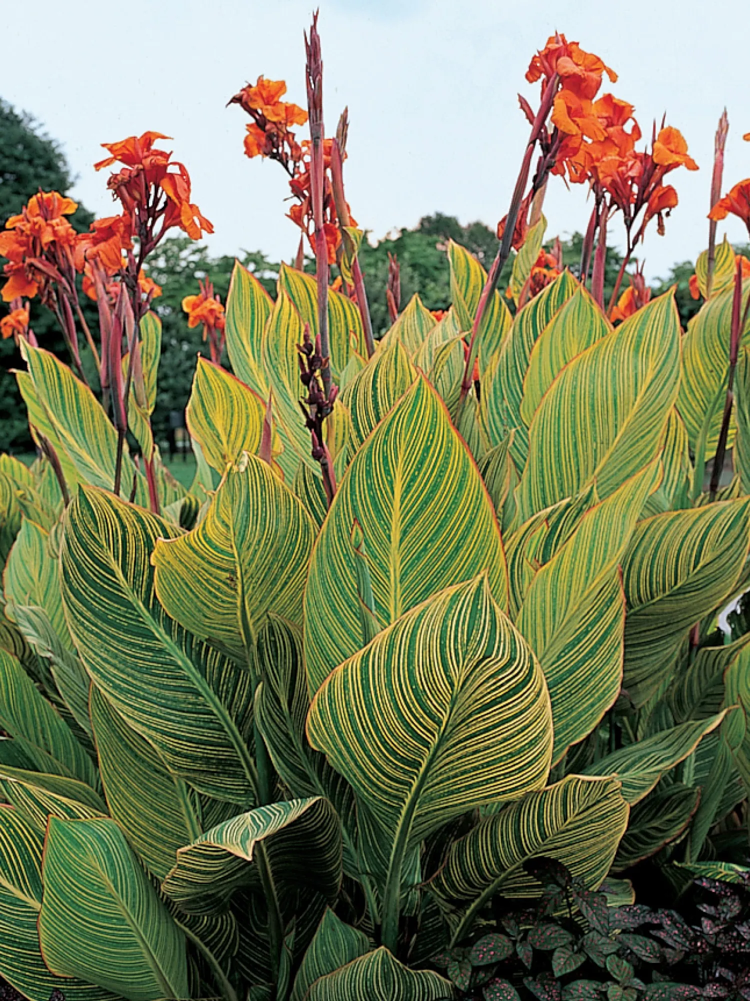 Canna Pretoria ( Striata ) [2]