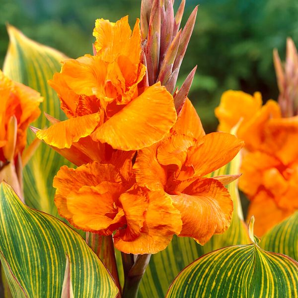 Canna Pretoria ( Striata ) [1]