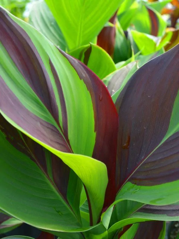 Canna Cleopatra [2]