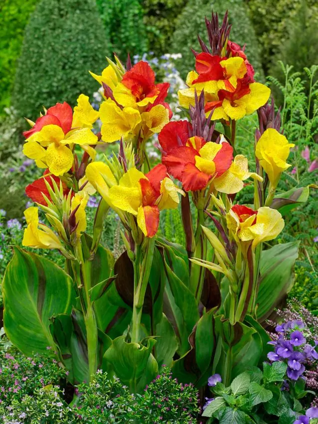 Canna Cleopatra [1]