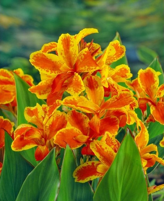 Canna Taroudant [1]