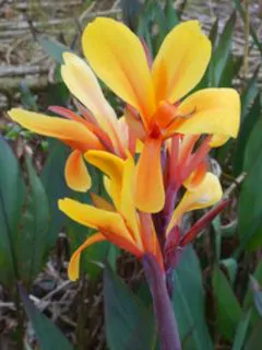 Canna Fiesta [1]