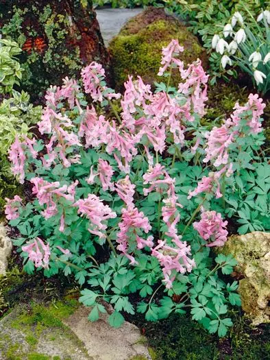 Corydalis solida Beth Evans pachet 5 buc [2]