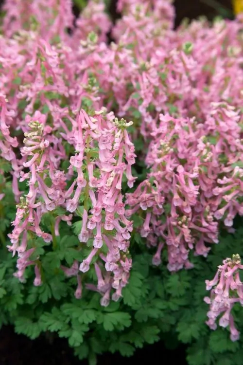 Corydalis solida Beth Evans pachet 5 buc [3]
