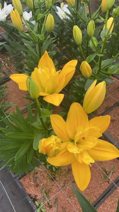 Crin Beverly Gold bulb 16/18 [2]