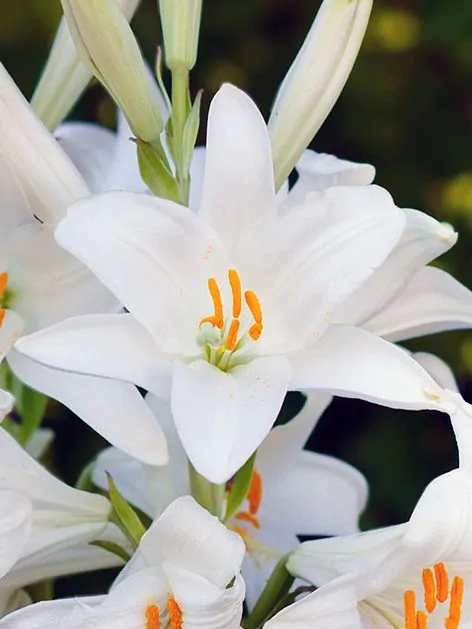 Lilium Candidum crin Madonna alb, parfumat, 1 bucata marime 16/18 [2]