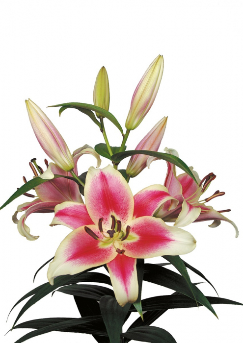 Crin OT ( oriental-trompeta ) , crin-copac Candy Club inalt, parfumat alb cu rosu bulb mare 18/20 [4]