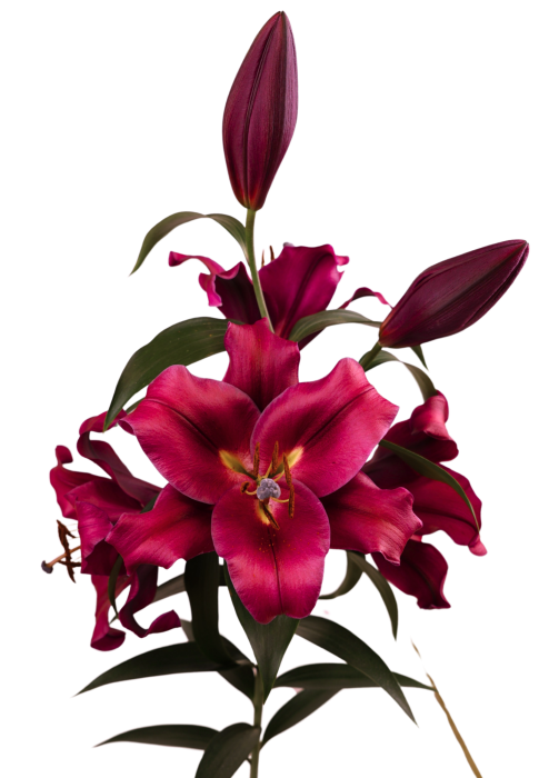 Crin OT, crin copac Carbonero, inalt, foarte parfumat [2]