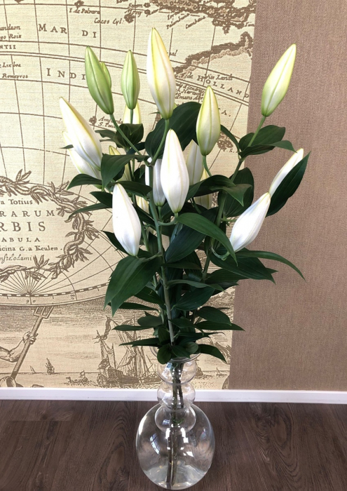 Crin oriental parfumat Dutch Mountain alb marime bulb 18/20 [2]