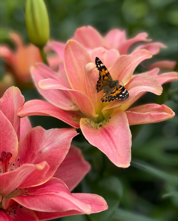 Crin dublu Finishline bulb 20/22 [2]