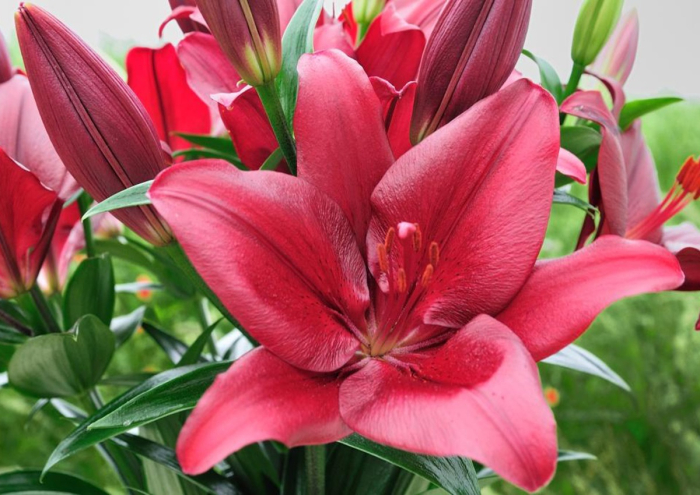 Crin LA Forza Red marime 18/20 [2]