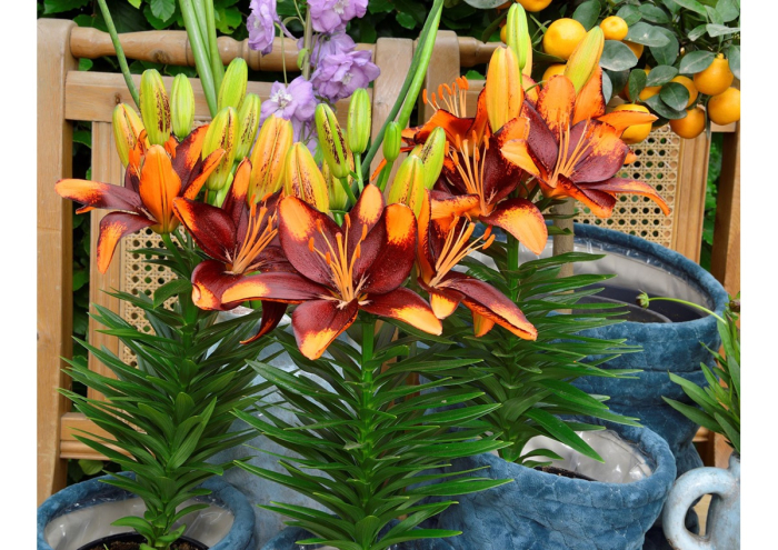 Crin asiatic bicolor pentru ghiveci Tiny Ink. [2]