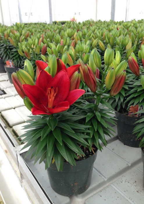 Crin asiatic bicolor pentru ghiveci Tiny Rocket [2]