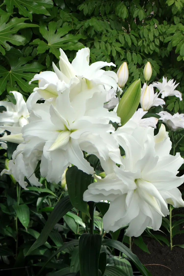 Crin dublu oriental My Wedding marime 18/20 [2]