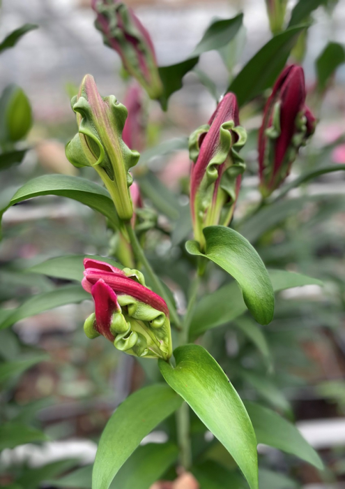 Crin OT Tropical Dragon marime 18/20 [4]