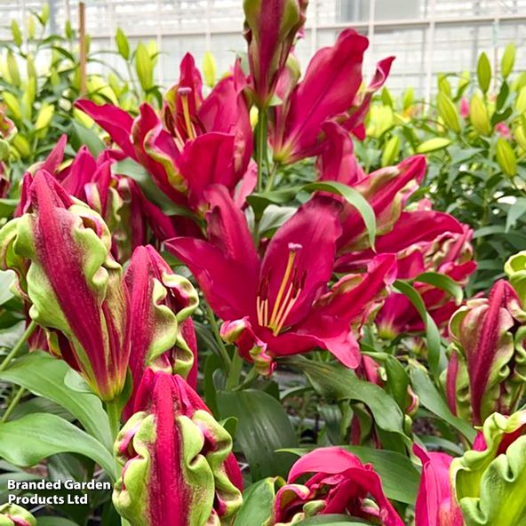 Crin OT Tropical Dragon marime 18/20 [2]