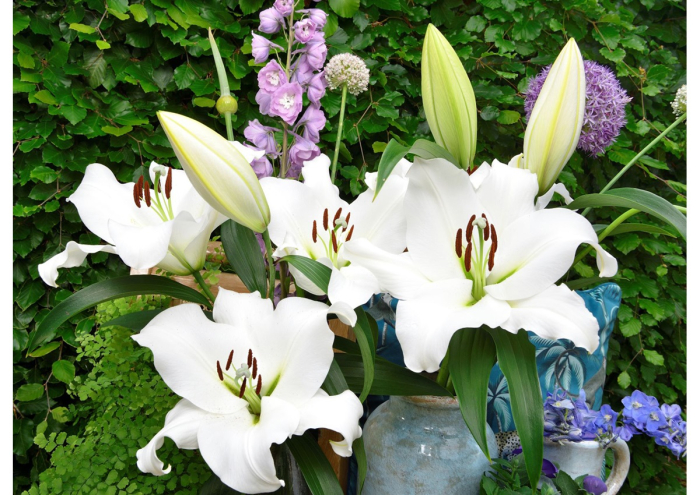 Crin OT , crin copac Sempione marime 18/20 [2]