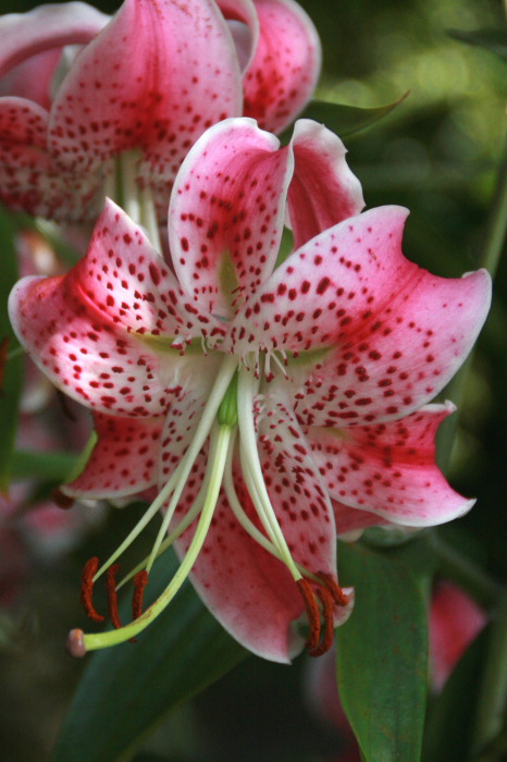 Crin specie Speciosum Uchida 1 buc marime 14/16 [2]