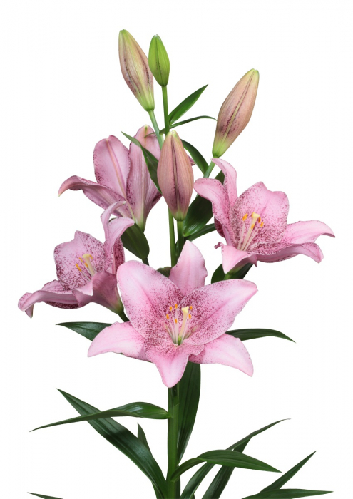 Crin LA (longiflorum-asiatic ) Sweet Sugar de culoare roz/mov cu puncte de culoare inchisa in mijlocul florii. Infloreste devreme in iunie-iulie, delicat parfumat, inaltime 120 cm, bulbi mari 18/20 [3]