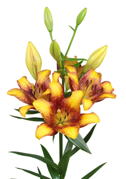 Crin LA ( longiflorum-asiatic ) Sweet Valley de culoare galbena cu interiorul maro roscat , Delicat parfumat, inaltime 120 cm, infloreste devreme la sfarsit de iunie inceput de iulie.  [2]