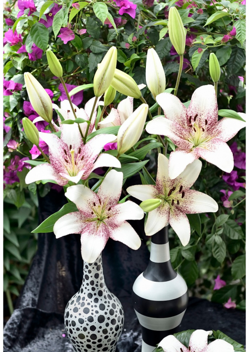 Crin LA ( longiflorum-asiatic ) de culoare alba cu interiorul mov inchis. Discret parfumat, inaltime 120 cm, infloreste devreme la sfarsit de iunie-inceput de iulie. [3]