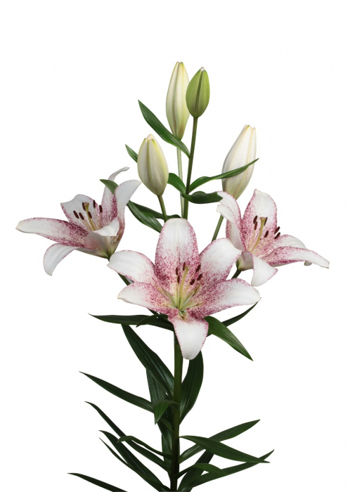 Crin LA ( longiflorum-asiatic ) de culoare alba cu interiorul mov inchis. Discret parfumat, inaltime 120 cm, infloreste devreme la sfarsit de iunie-inceput de iulie. [2]