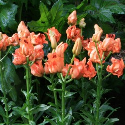 Crin Tintoretto marime 16/18 in forma de boboc de trandafir portocaliu [4]