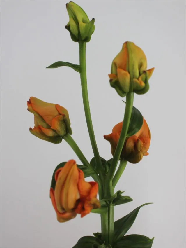 Crin Tintoretto marime 16/18 in forma de boboc de trandafir portocaliu [2]