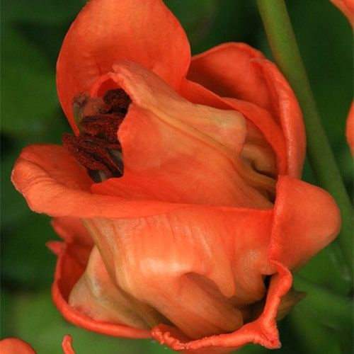 Crin Tintoretto marime 16/18 in forma de boboc de trandafir portocaliu [3]