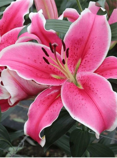 Crin OT El Capitan bulb 18/20 [2]