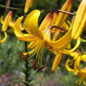 Crin tigru specie Leichtlinii marime 18/20 [2]