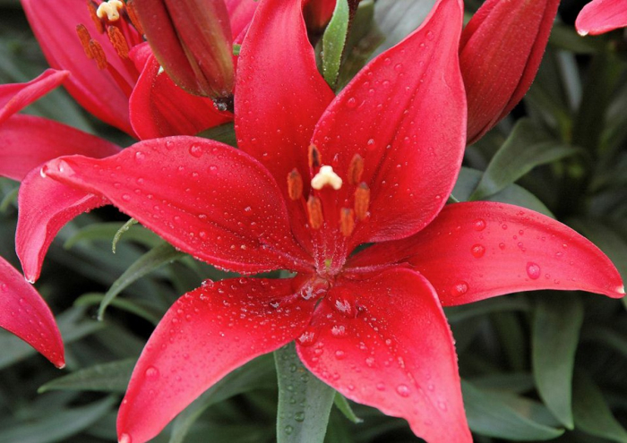 Crin  ghiveci Tiny Ghost 3 buc marime 14/16 [2]