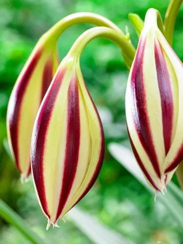 Crinum Cintho Alfa [2]
