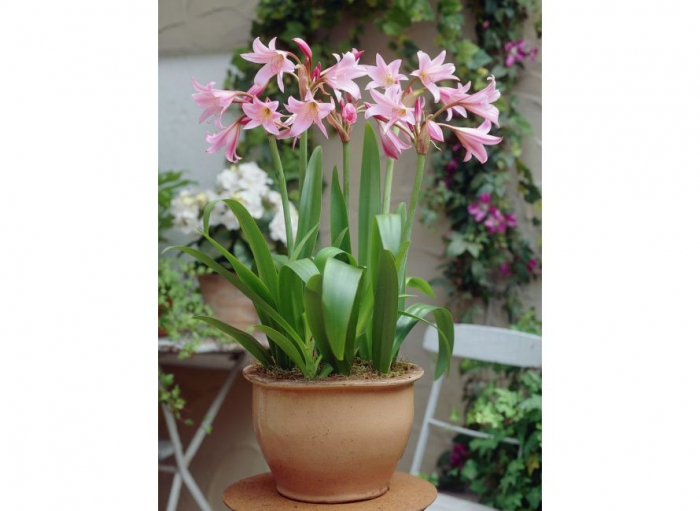 Crinum Powellii Rosea [2]