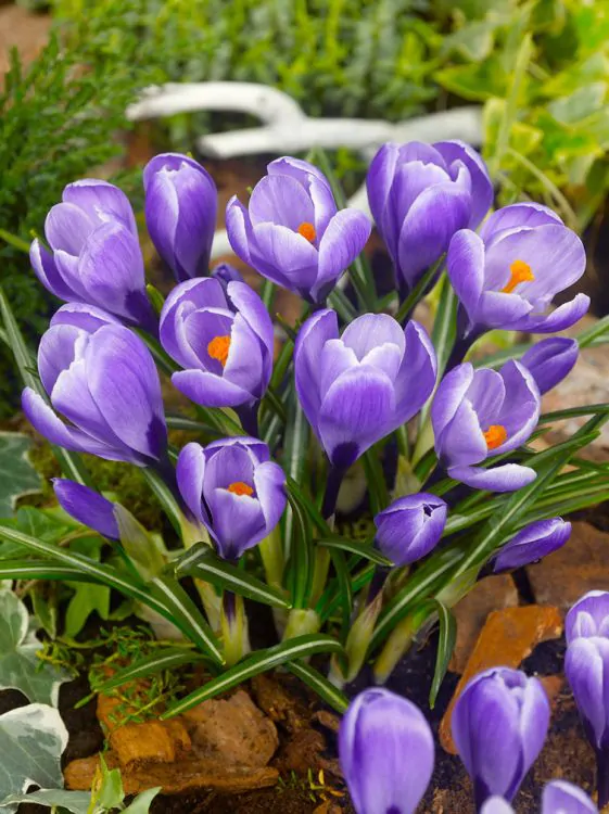 Crocus ( branduse ) Grand Maitre  5 bucati 7/8 [3]