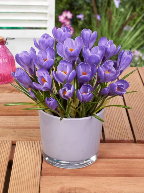 Crocus ( branduse ) Grand Maitre  5 bucati 7/8 [2]