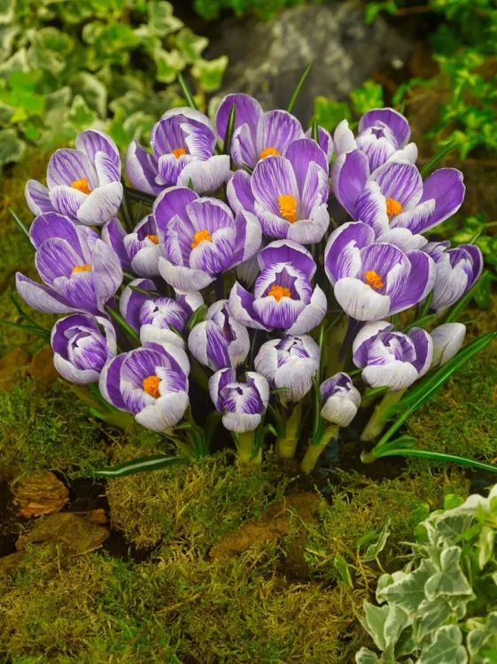 Crocus ( branduse ) King of the striped 5  bucati marime 6/7 [2]