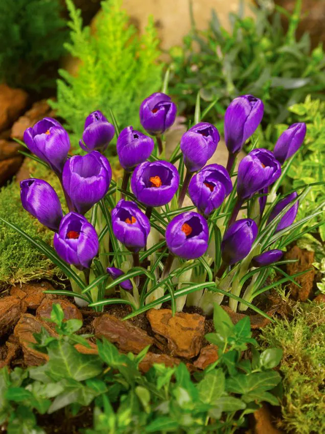 Crocus Flower Record 5 buc marime 7/8 [2]