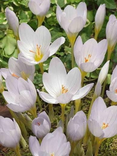 Crocus Pulchellus Zephyr 5 buc marime 5/6 [2]