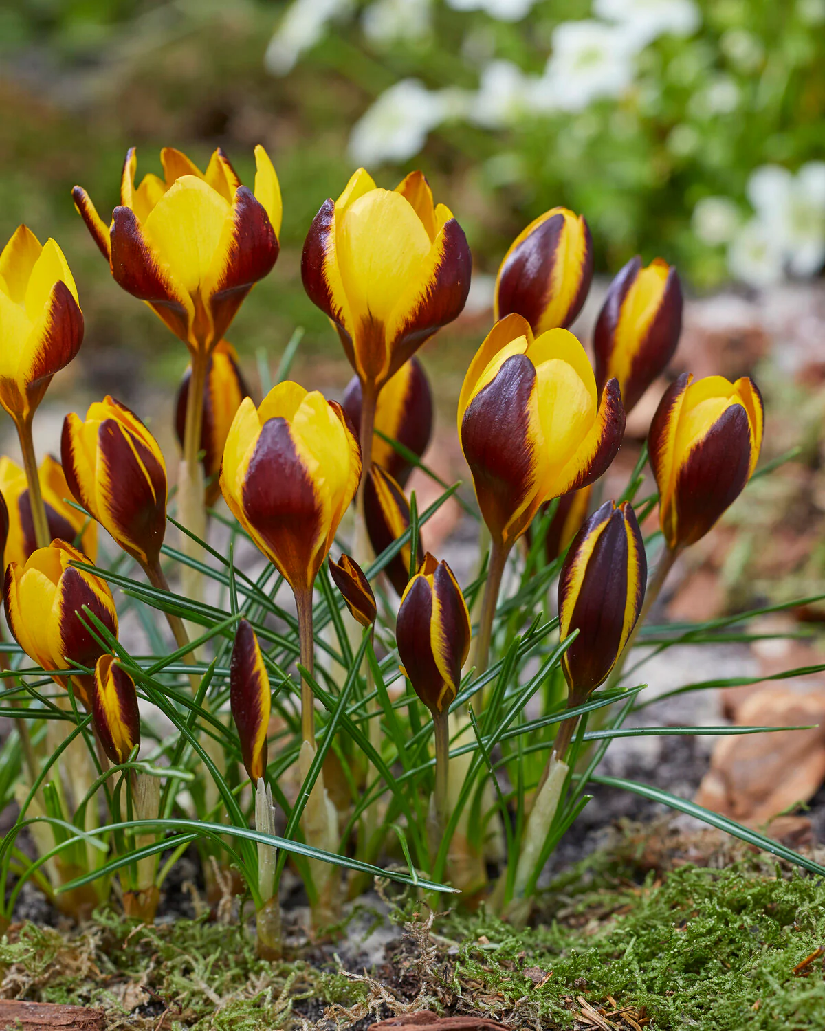 Crocus Queen Bee 5 buc marime 5/7 [2]