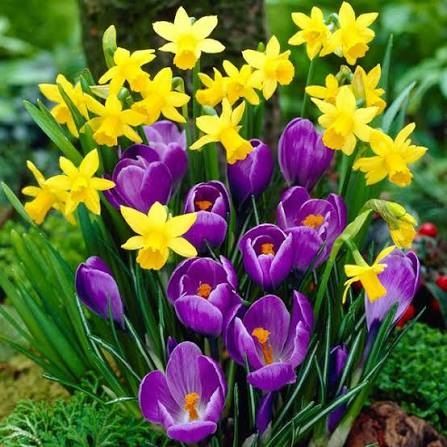 Crocus Remembrance 5 buc marime 7/8 [2]