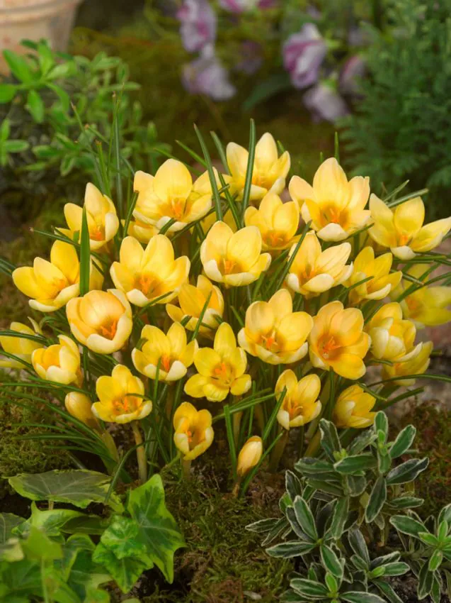 Crocus Romance 5 buc marime 5/7 [2]