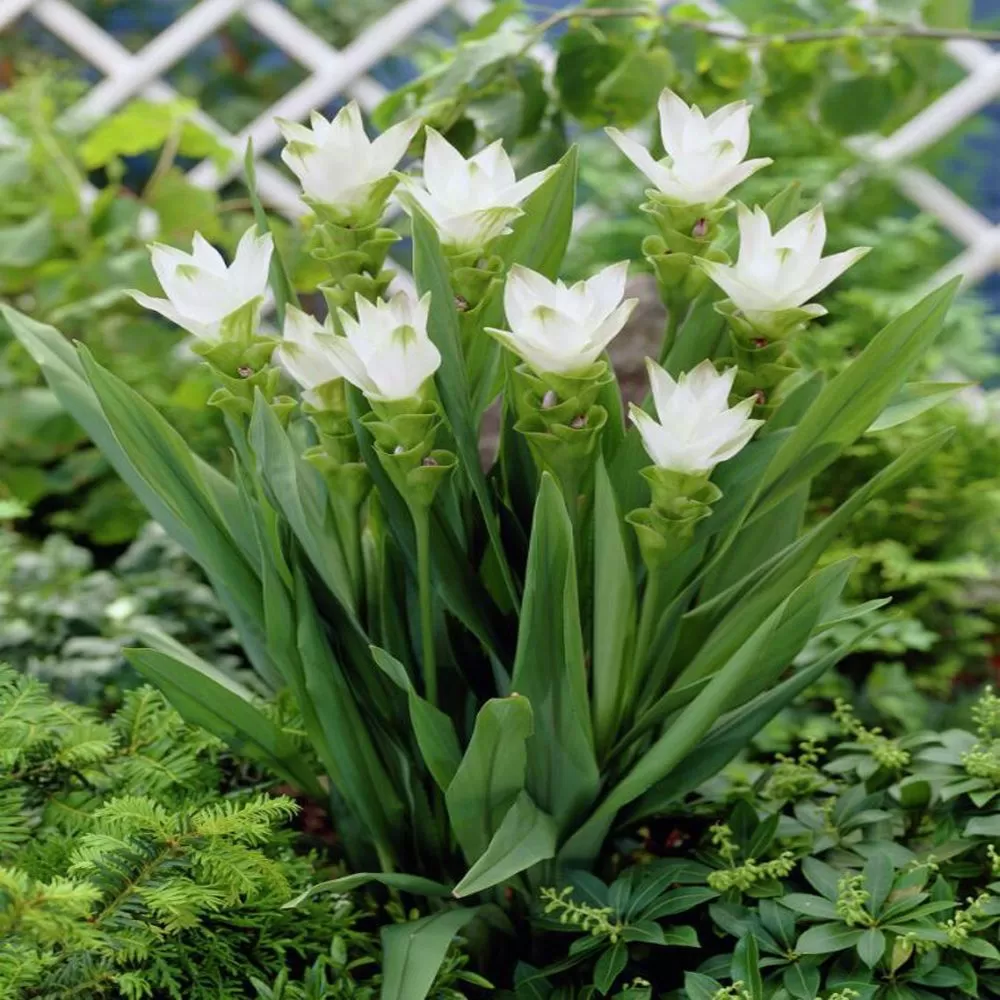 Curcuma White Wonder marime I [2]